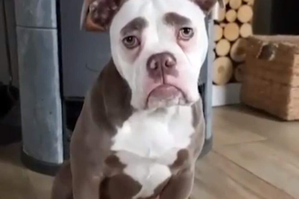 obrvica pas, Foto: Printscreen