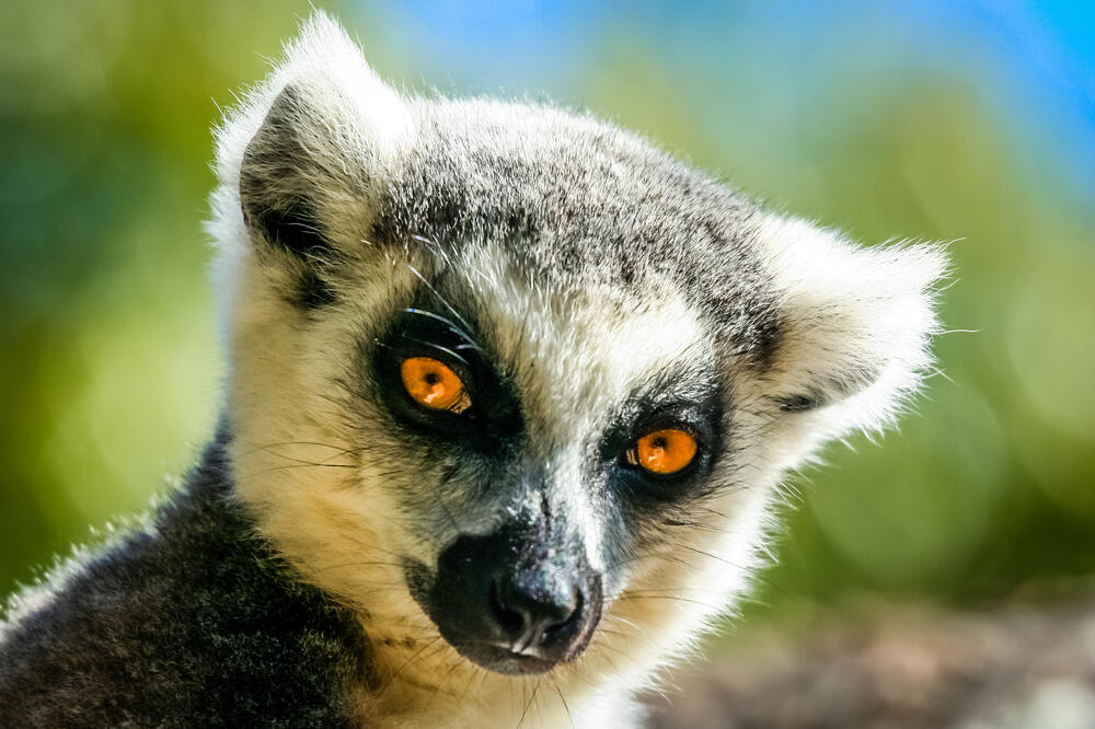 Lemur, Foto: Shutterstock (Ilustracija)