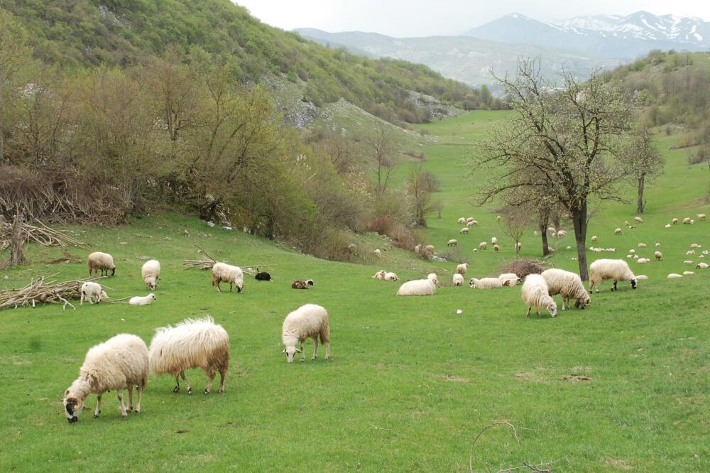 STado, Foto: Ivan Petrušić