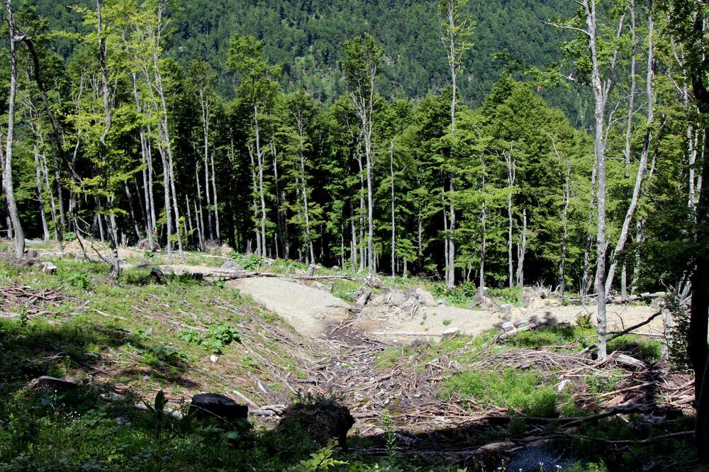 šuma Komovi, Foto: Filip Roganović