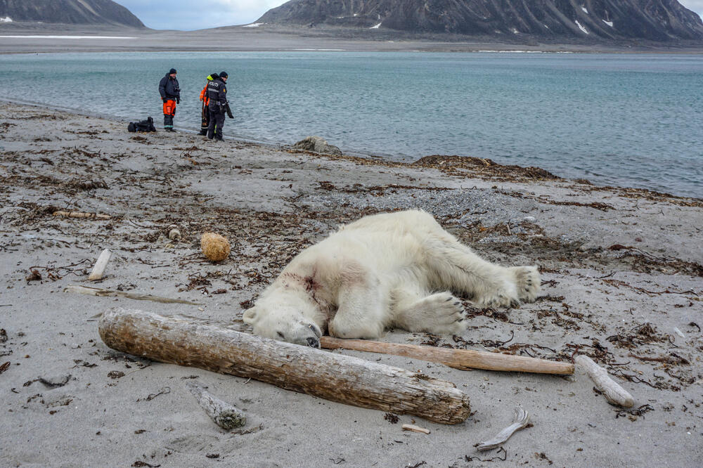polarni medvjed, Foto: Reuters