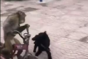 Hit na internetu: Majmun ukrao bicikl, pas pokušava da ga uhvati