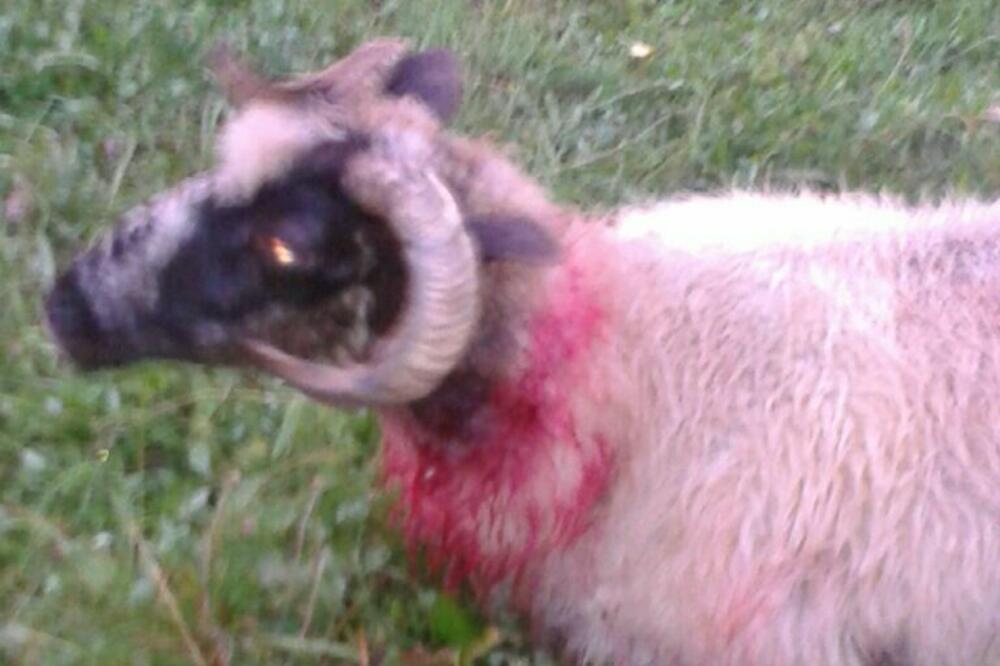 ovca, Kolašin, Foto: Privatna arhiva