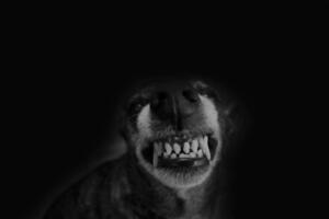 Krivična prijava protiv Cetinjanke čiji je pas ujeo sedmogodišnjeg...