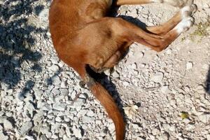 Lovački psi otrovani u lovištu
