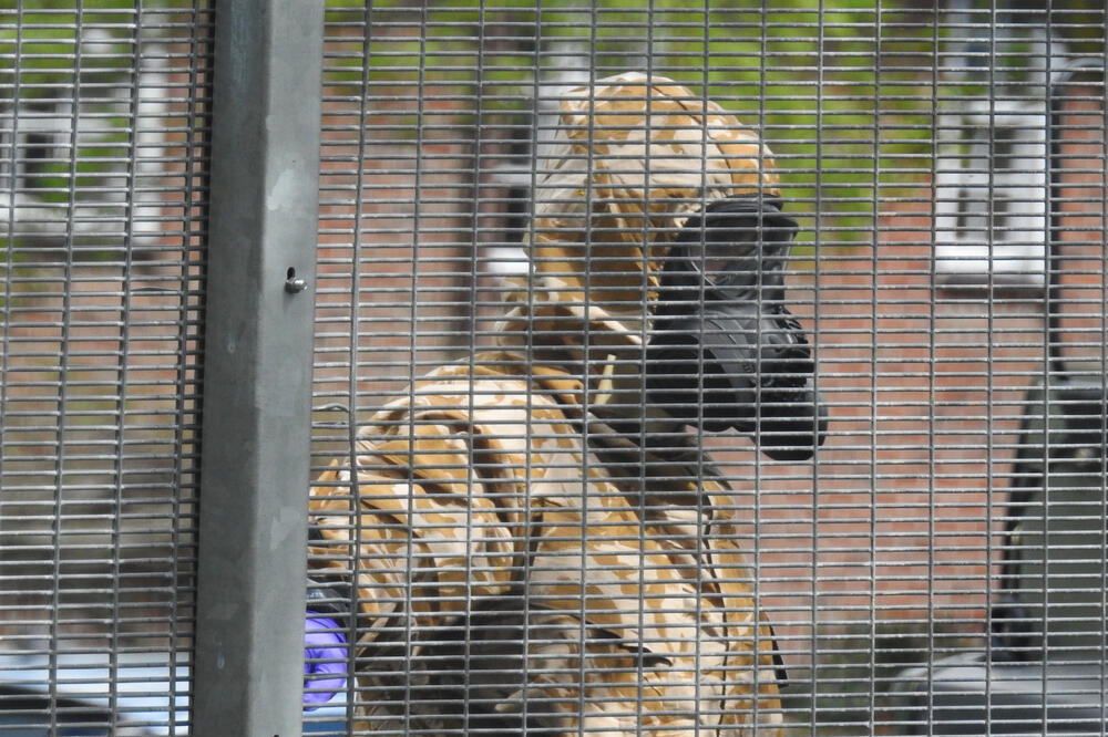 Novičok, solsberi, Foto: Shutterstock