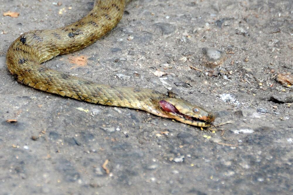 zmija, Foto: Boris Pejović