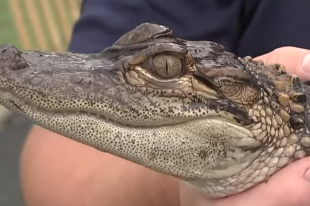 aligator, Foto: Screenshot (Youtube)
