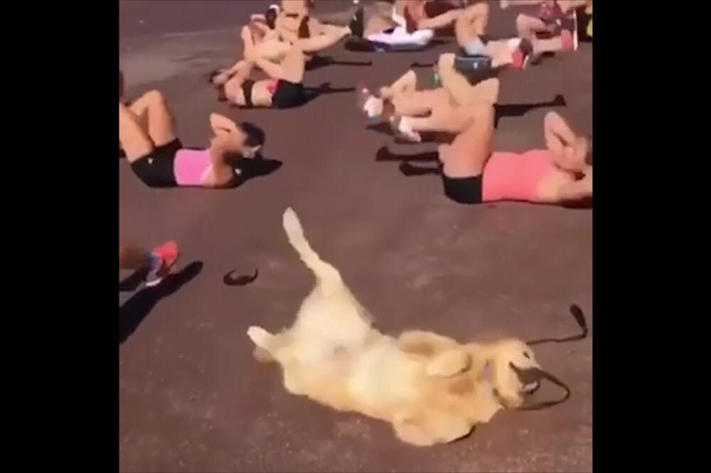 Pas radi vjezbe, Foto: Vijesti video