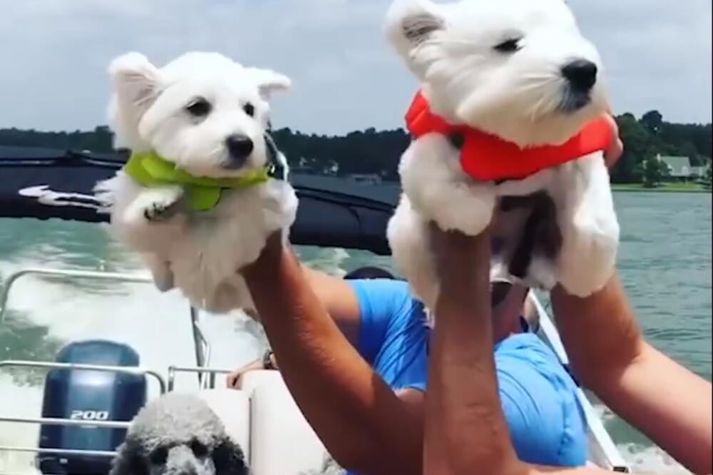 psi, Foto: Printscreen