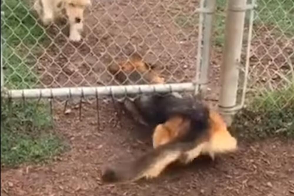 psi, ograda, Foto: Printscreen