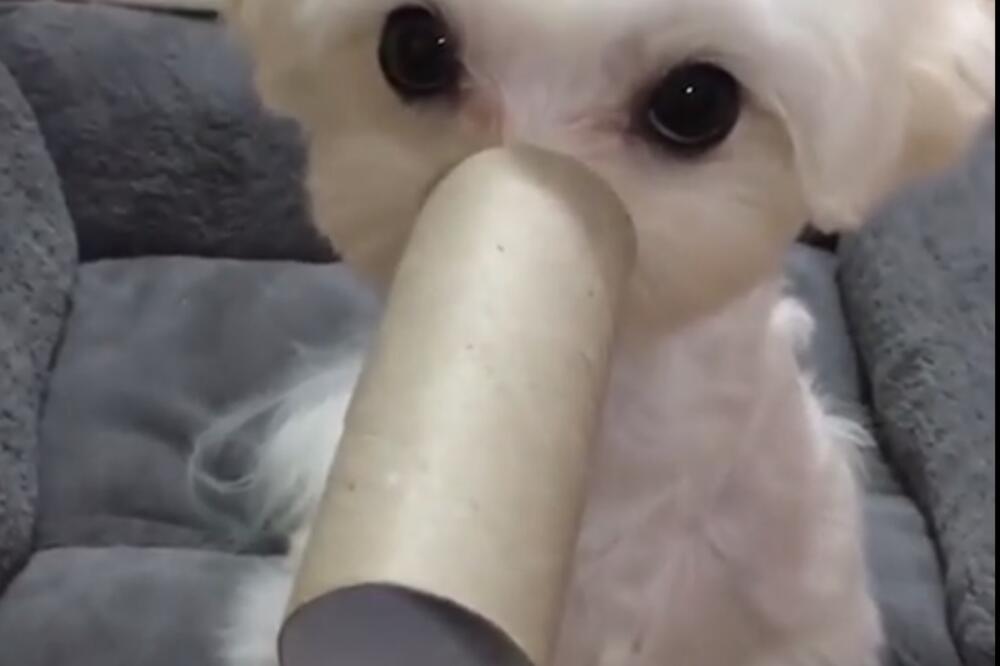 Pas koji imitira slona, Foto: Vijesti online