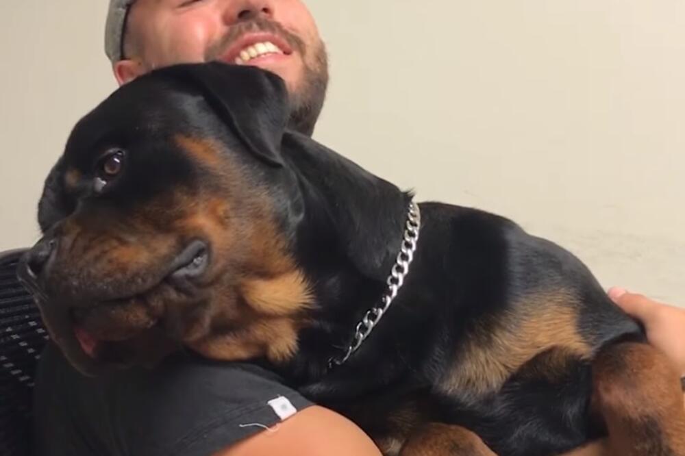 rotvajler, Foto: Printscreen