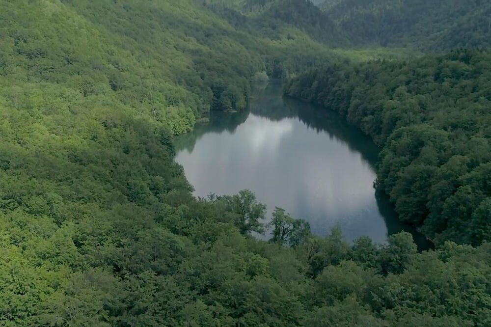 Šuma, Foto: Printscreen (YouTube)