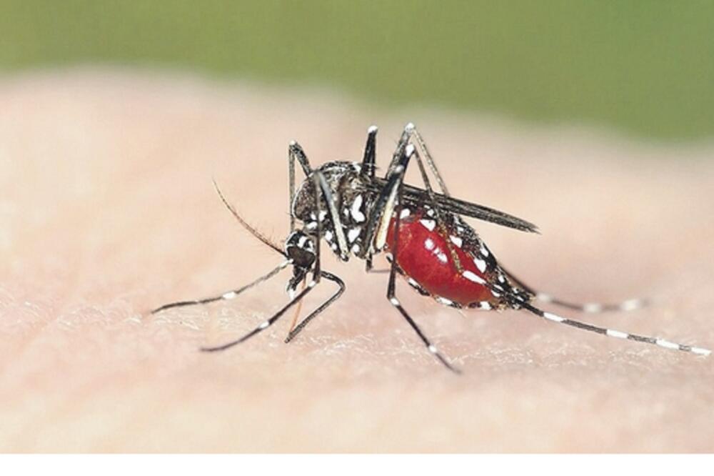 Tigrasti komarac (novine), Foto: Vijesti