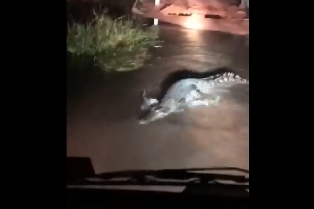 krokodil, Australija, Foto: Printscreen