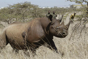 Kritično ugrožena vrsta: Sedam crnih nosoroga stradalo u Keniji...