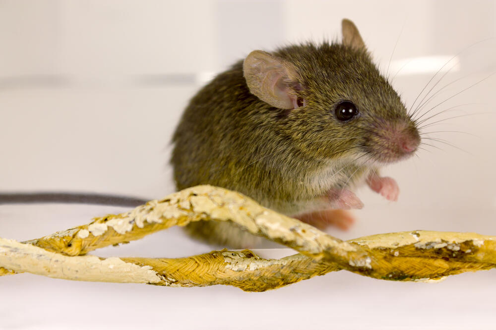 Miš, kabal, Foto: Shutterstock