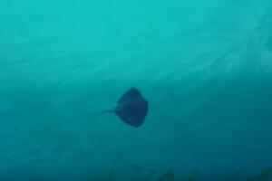 Jato raža "posjetilo" luku Bar