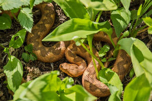 Nekontrolisan izvoz zmija i šverc prijete da naruše ekološku...