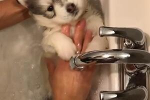 Kupanje bebe haskija: Uživa ili umire od straha?