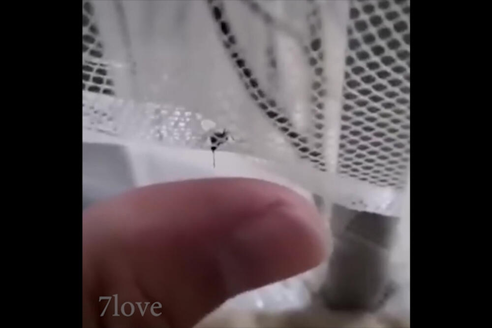 Osveta komarcu, Foto: Vijesti video