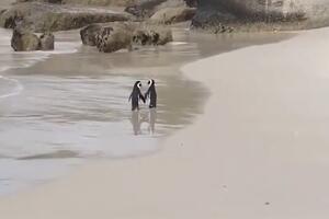 VIDEO: Neodoljivi par pingvina ukrašće vam srce