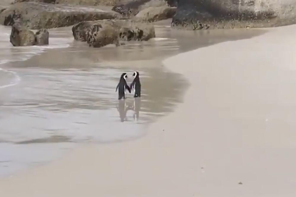 pingvini, Foto: Printscreen