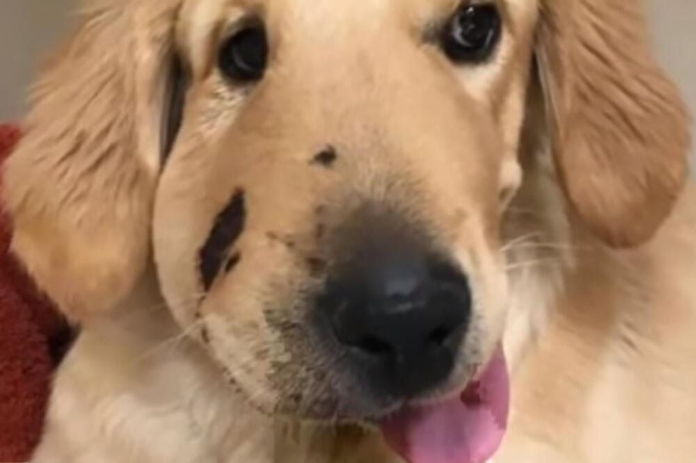 pas Tod, Foto: Screenshot (Youtube)