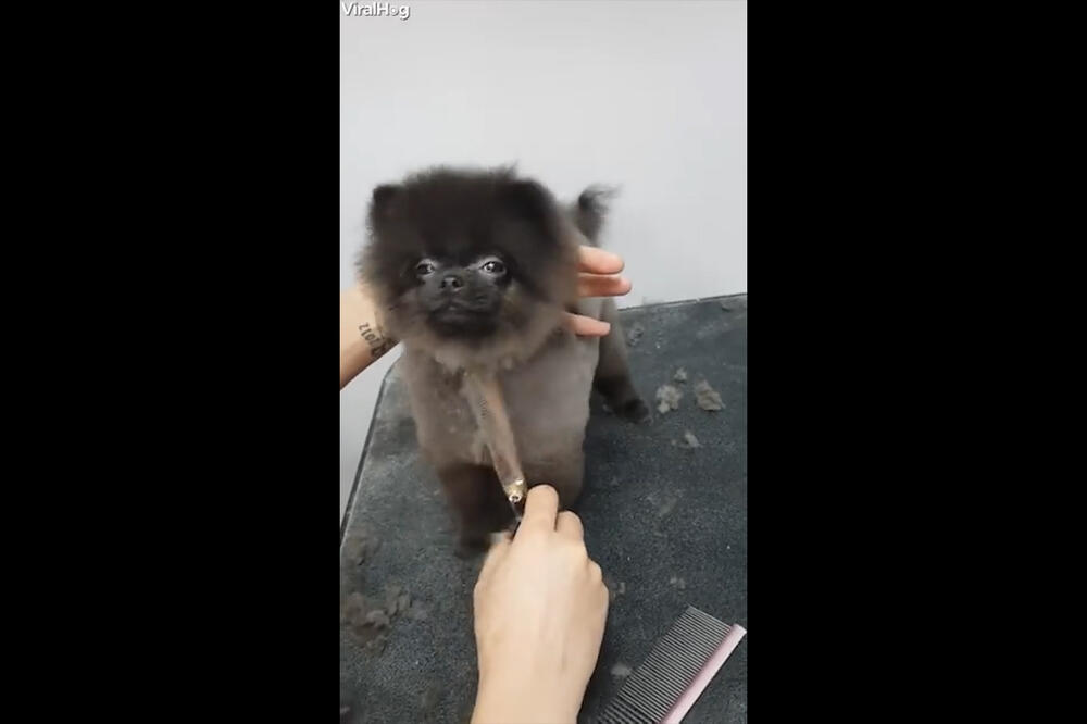 Psic koji uziva dok se sisa, Foto: Vijesti video