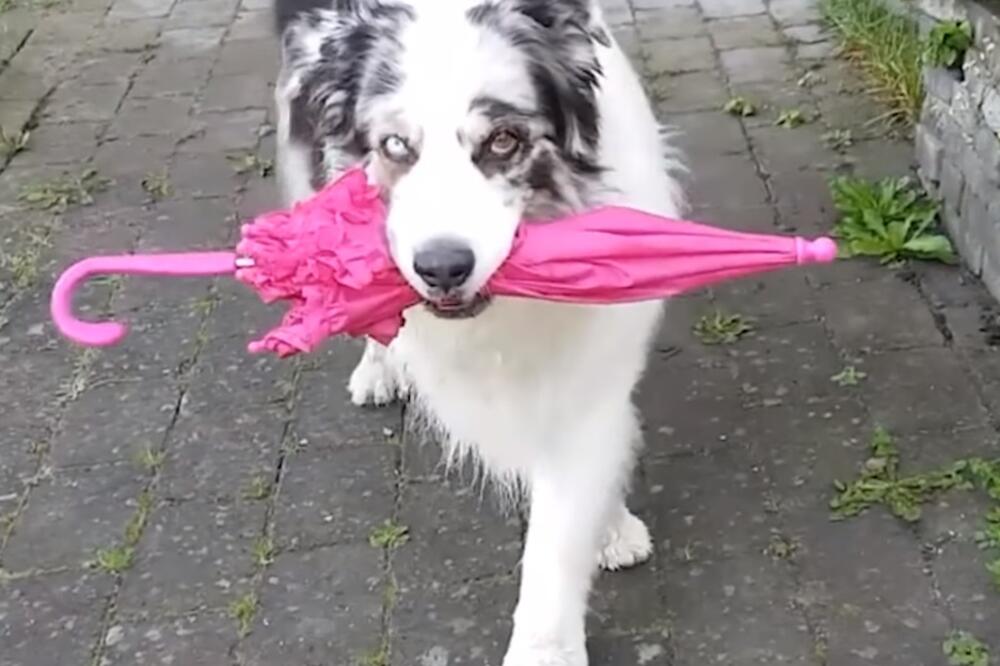 pas, kišobran, Foto: Printscreen