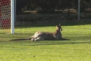Kad porastem biću kengur: Nezvani gost se oprobao kao golman