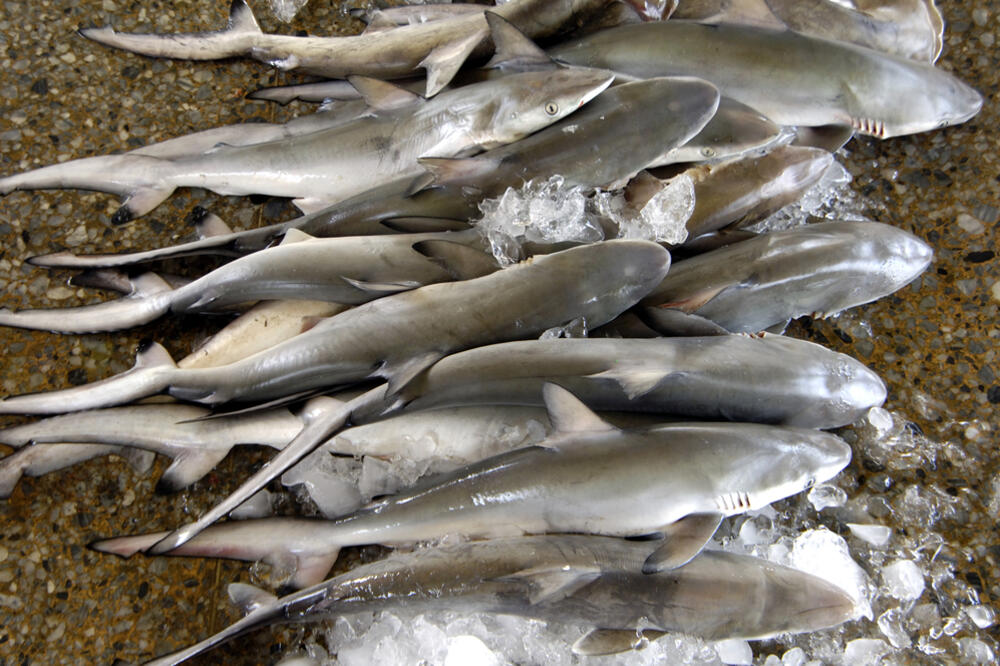 Ajkule, Foto: Shutterstock