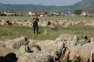 Veterinari usmrtili 56 ovaca i jagnjadi zaraženih kju groznicom