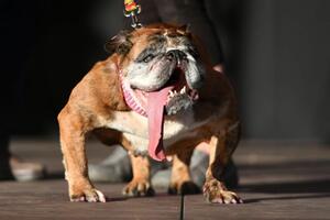 Engleski buldog Zaza pobjednik takmičenja Najružniji pas na svijetu