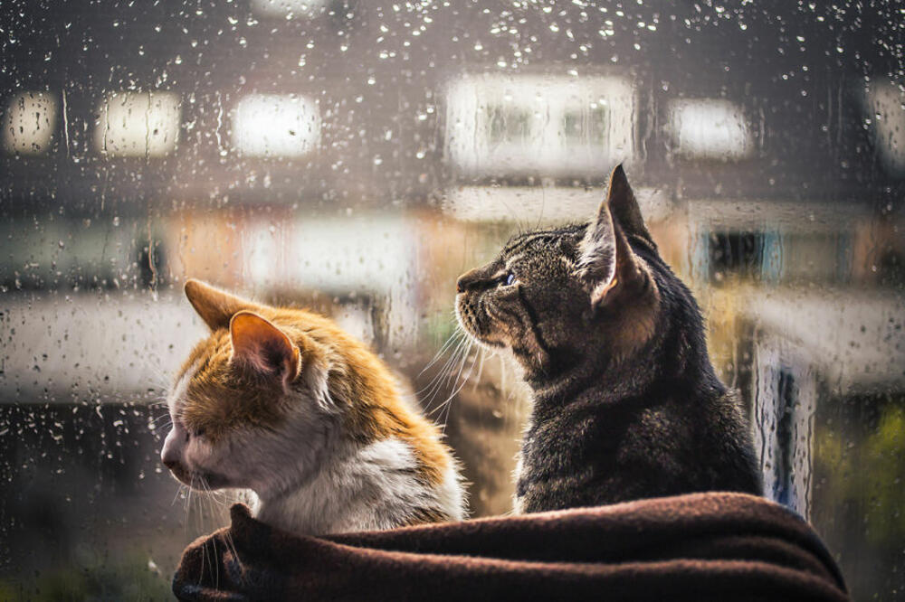 mačke, kiša, Foto: Boredpanda.com