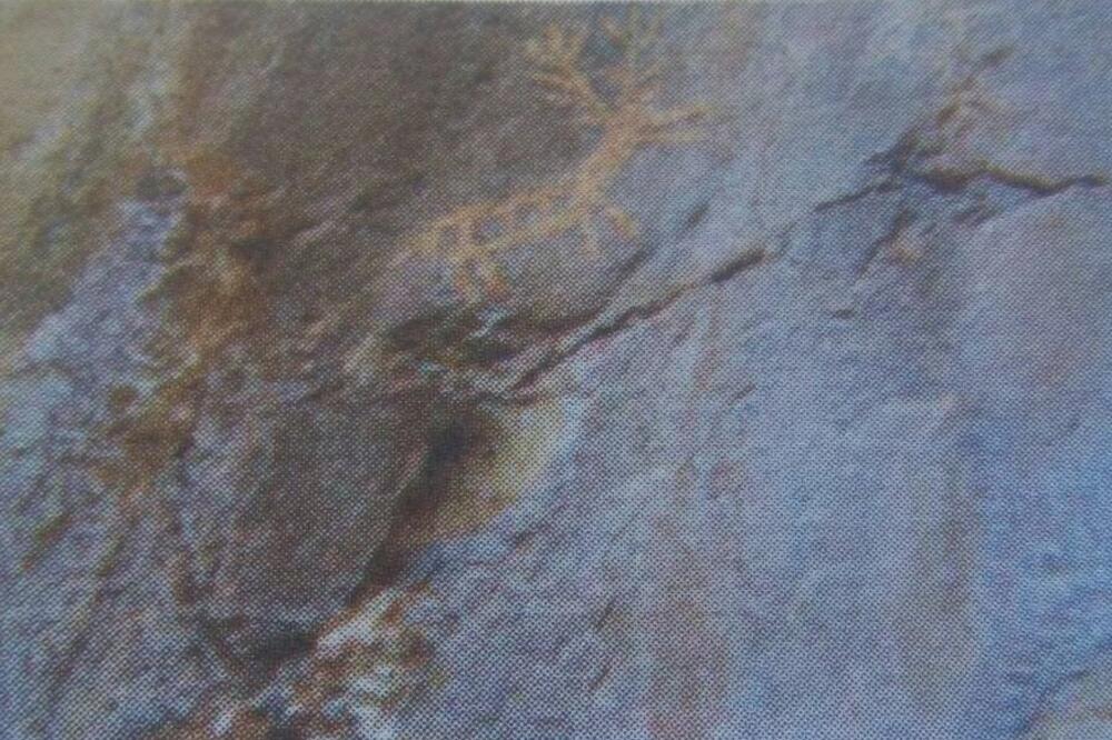 crtež Lipci, Foto: Privatna arhiva