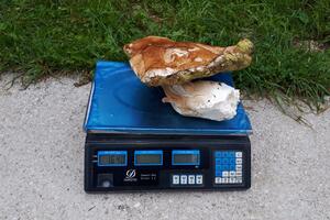 Žabljačanin ubrao kapitalan primjerak vrgnja