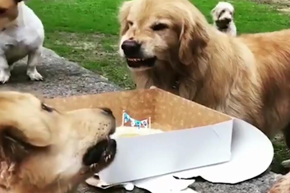 pas, rođendanska torta, Foto: Printscreen