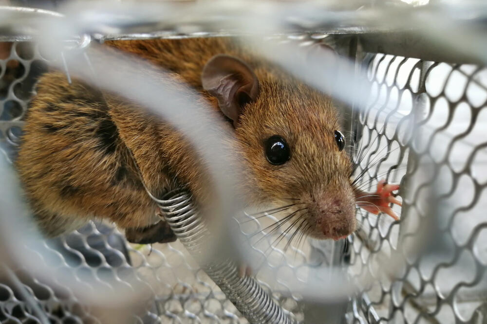 pacov, Foto: Shutterstock