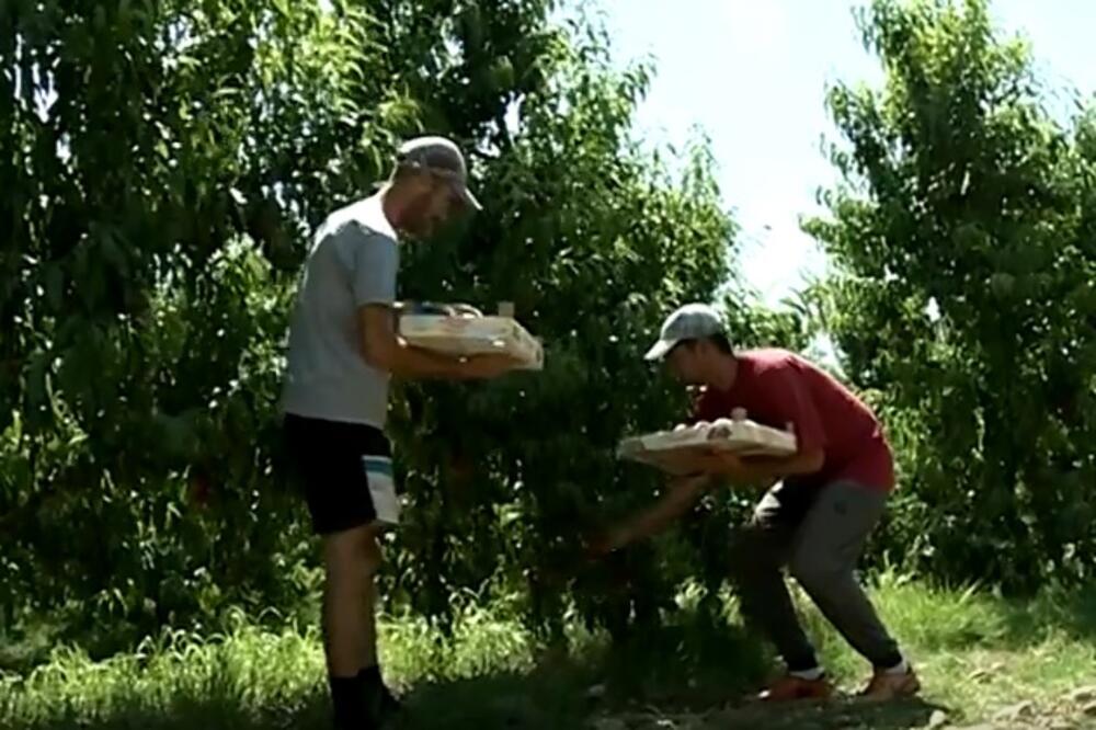 berači breskve, Foto: Screenshot (YouTube)