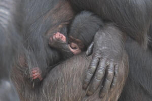 Pogledajte kako beba čovjekolike šimpanze uživa sa mamom