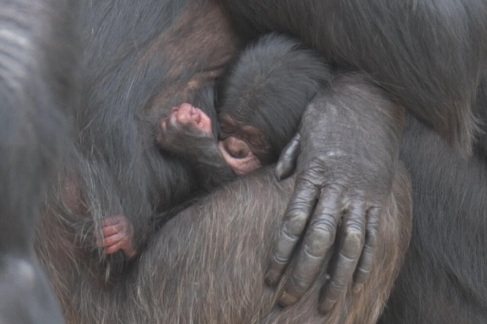 šimpanza, Foto: Printscreen