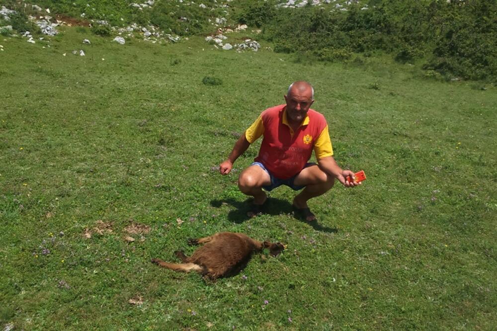 Smrduša, pokolj stada, Foto: Svetlana Mandić