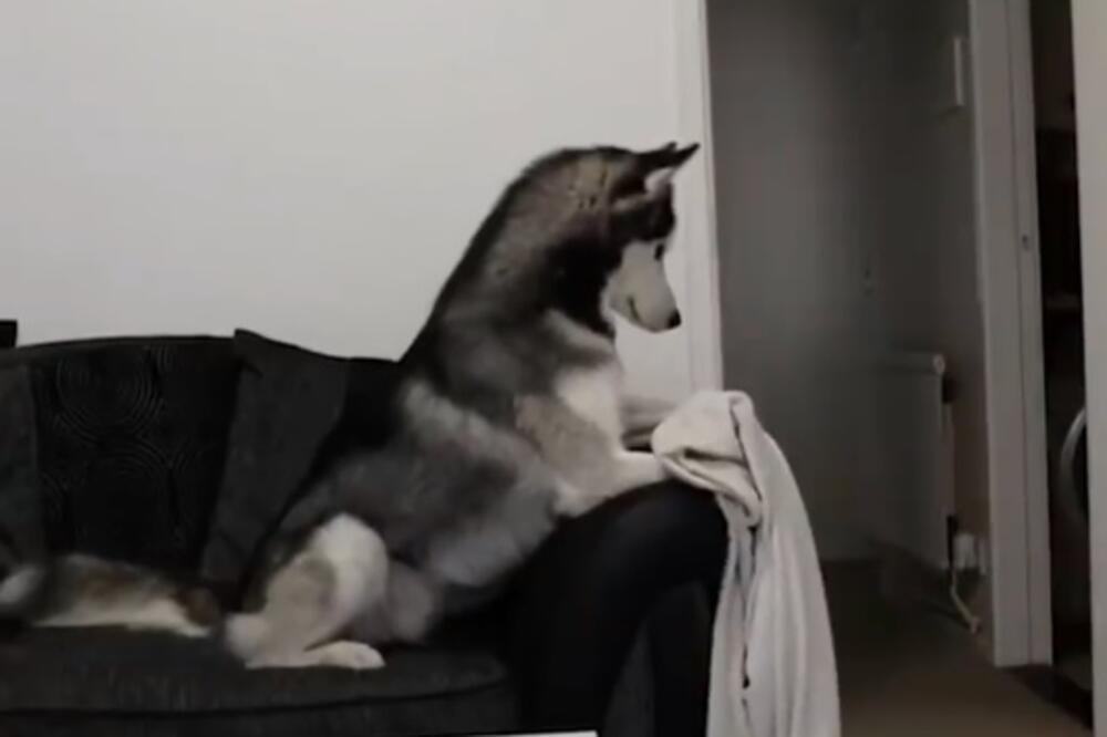 haski, trik, Foto: Printscreen