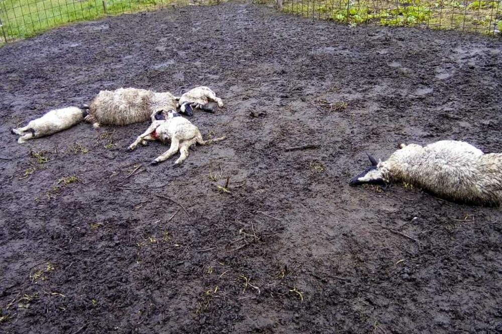 jagnajd, Foto: Privatna arhiva