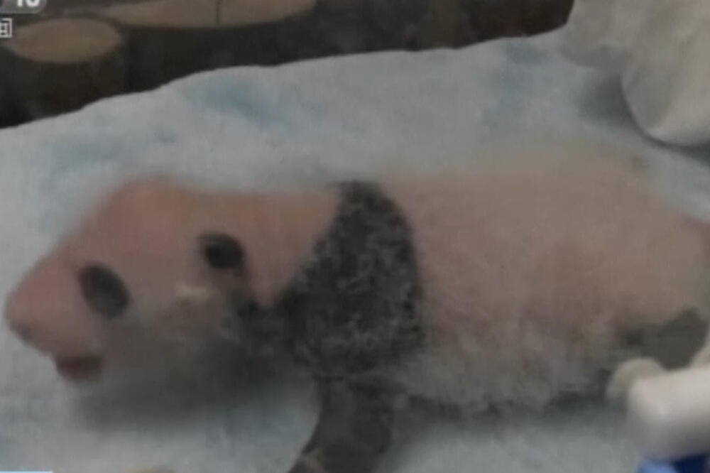 panda, Foto: Screenshot (video)