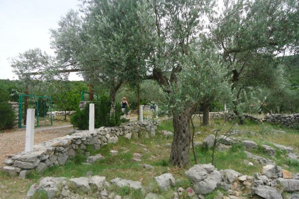 Moric masline Luštica, Foto: Slavica Kosić