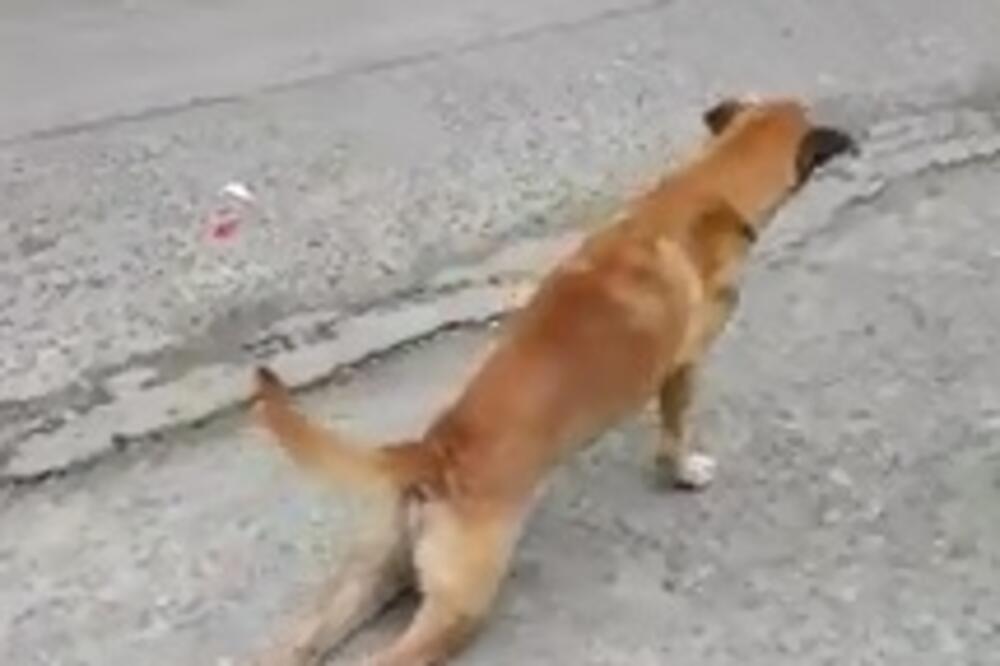 Pas glumac, Foto: Printscreen