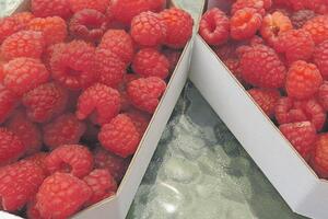 Sedam razloga zašto su maline zdrave